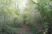 Bois de la Côte 204